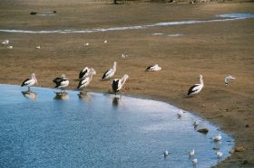 pelicans