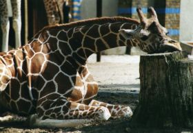 Giraffe.jpg